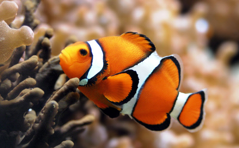 clownfish