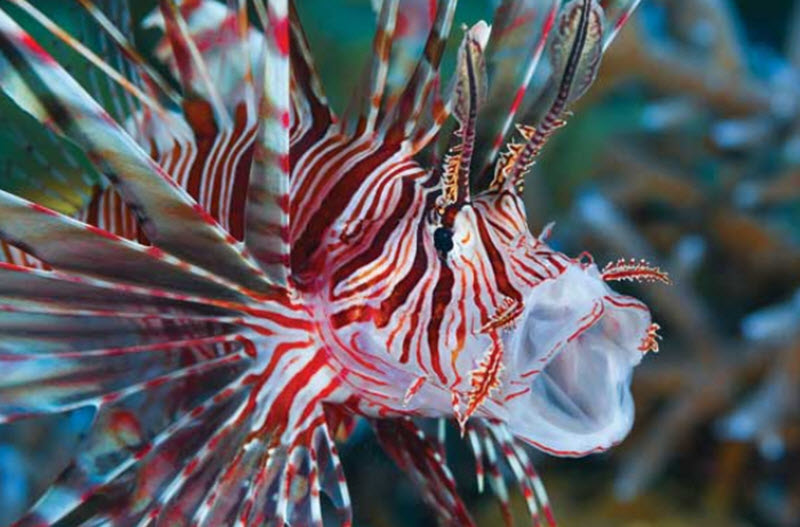 lionfish